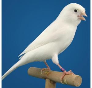 Pássaro Canário Belga branco (Fêmea)